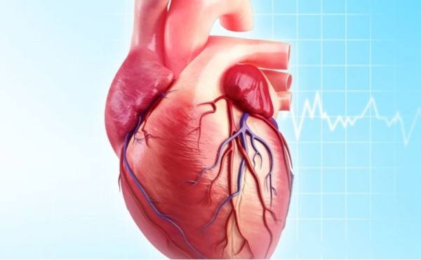 inanç koroner hastalığı sağlık kalp modeli