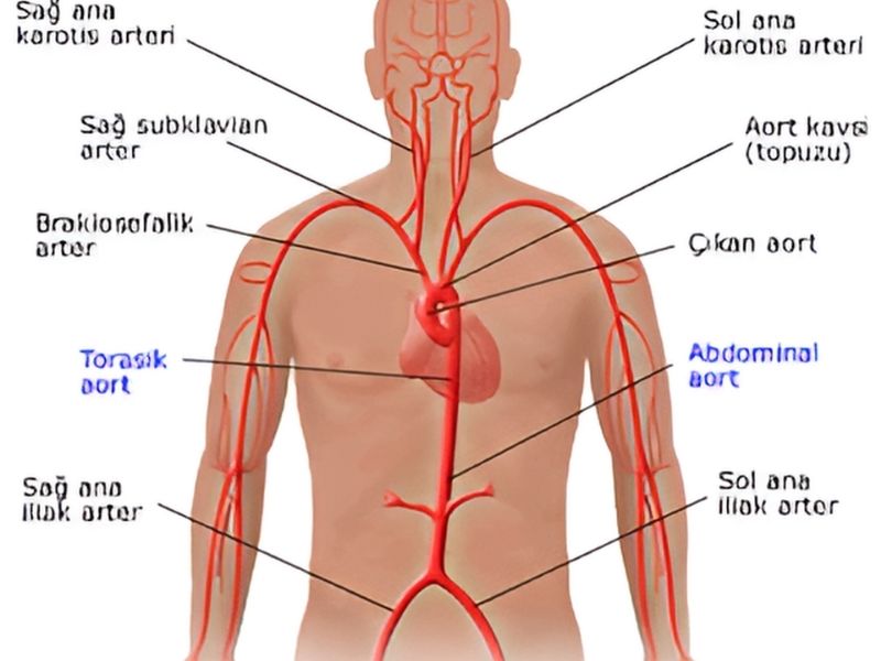 damar5